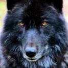 blackwolf77